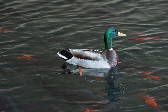 DSC_3205