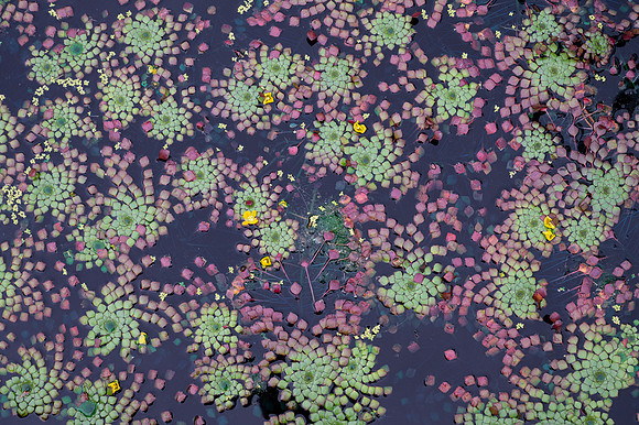 MAB_5049