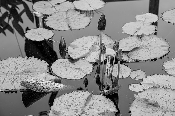 MAB_5053