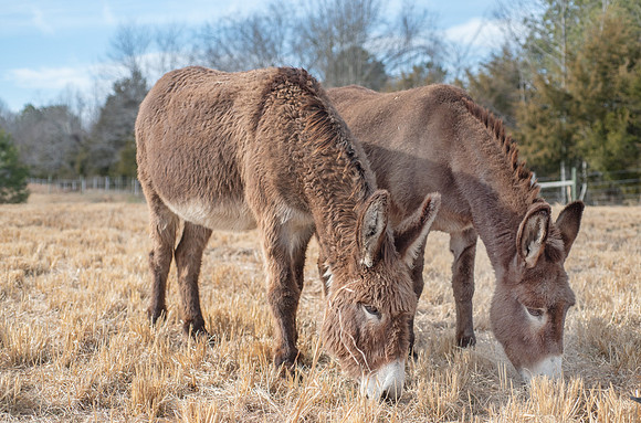 DSC_9420